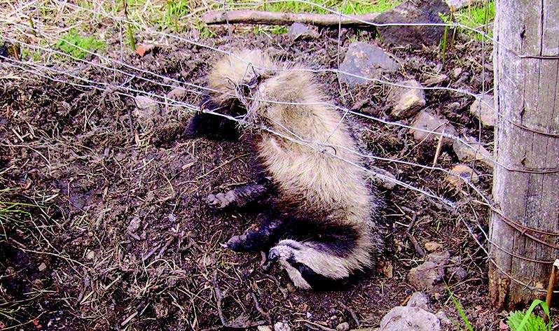 Caught in a trap: An illegally snared badger