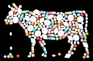 Dangerous to human health: overmedicating cattle