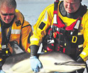 Failed attempts: Coastguard officers and surfers could not save Ynyslas dolphin (Pic: NRW)