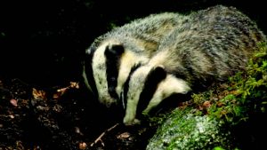 Blamed: badgers