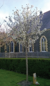 Blooming peace tree: White flowering cherry (Photo: Sue Harris)