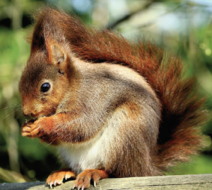 Seen near Llanddewi Brefi: Is this the only squirrel in the village?