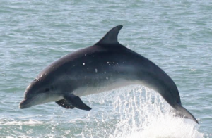 Whistling in the dark: Welsh dolphins have a higher pitch (Photo credit: Sarah Perry)