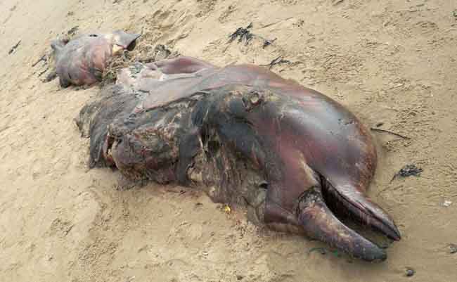 Northern bottlenose whale carcass on Sker beach in Bridgend, showing distinctive bulbous forehead and long beak. Photo by Fay Lorraine Phillips/ Sea Watch Foundation.