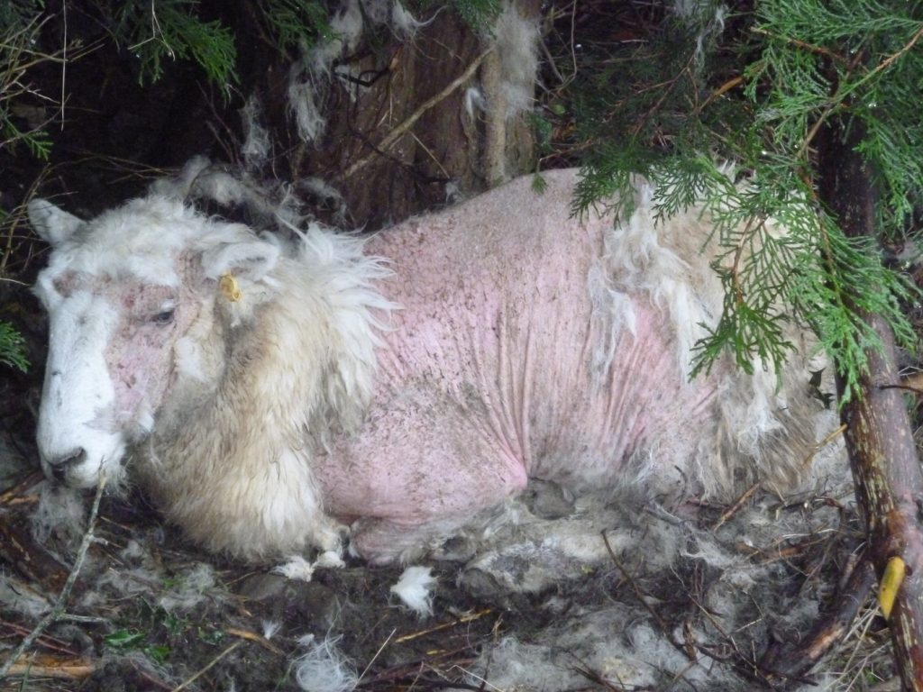 Suffering: An ewe with chronic sheep scab