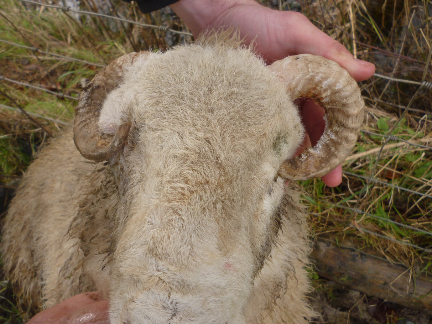 Ram lamb: Caused unnecessary suffering due to overgrown horns affecting both eyes