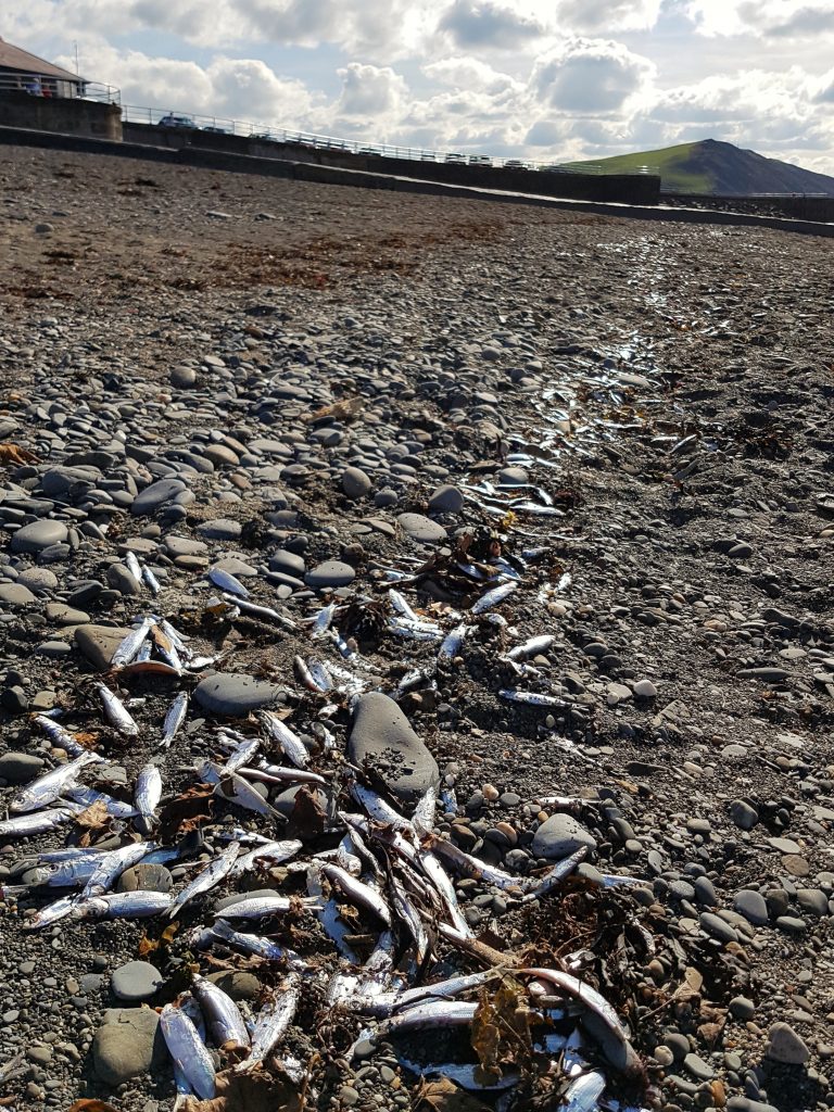 dead-sprats-at-aberaeron