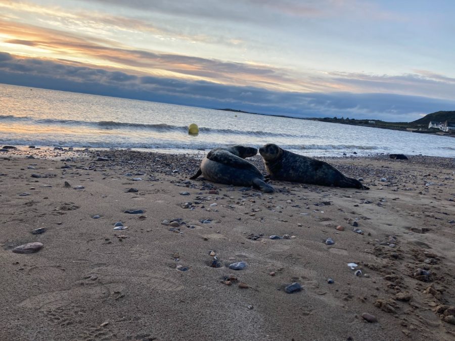 New Year – new start – for two seals released back into the wild