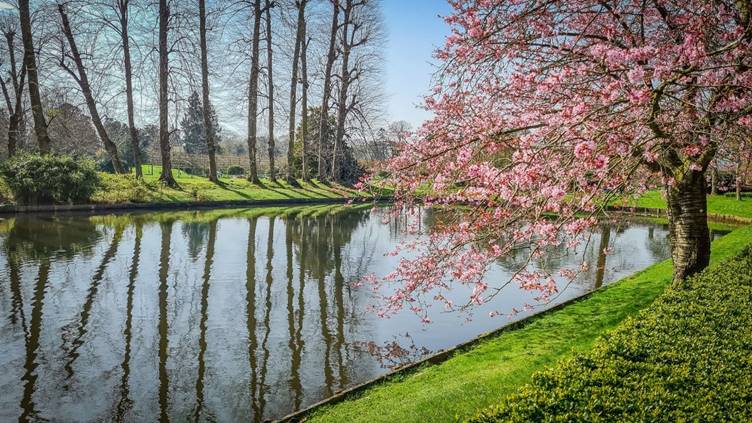 National Trust Cymru celebrating first ever Blossom Watch this spring