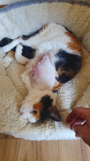 RSPCA appeal after ‘depressing’ Bridgend cat shooting