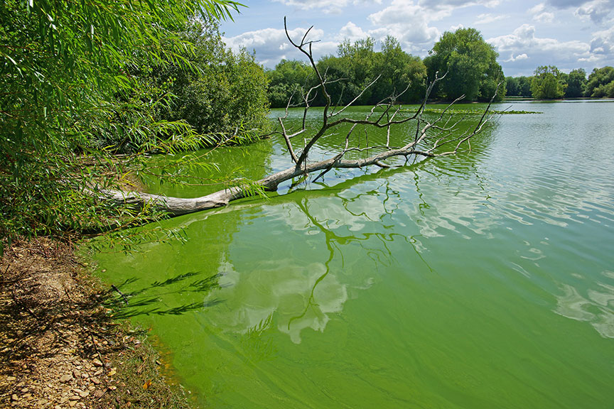 Warm weather warning over deadly blue-green algae in water bodies