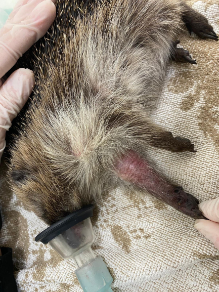 Hedgehog’s leg ‘unbelievably swollen’ after rat trap injury