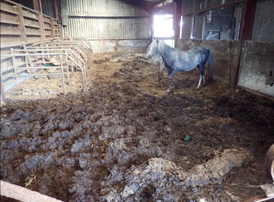 Suspended jail term and two-decade ban as man prosecuted for mistreatment of 90+ ponies
