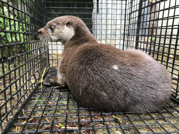 Otter returned to the wild after electric fence run-in