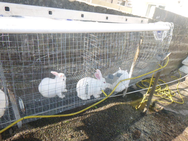 Three year ban for man who kept rabbits in bare, wire mesh cage
