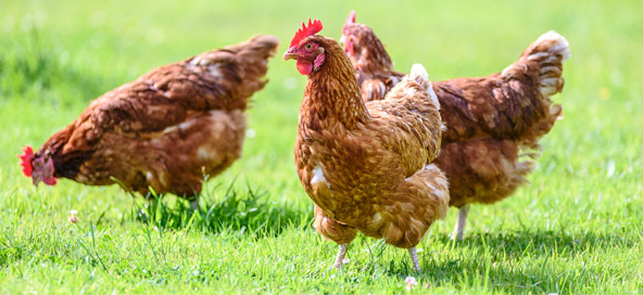 Avian Influenza seen in poultry and wild birds