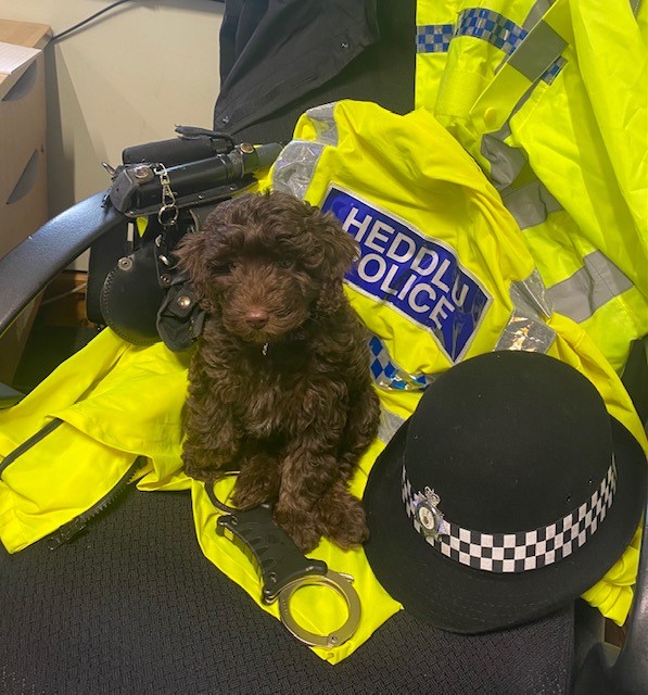 Meet Nansi, North Wales Police’s first Community Engagement and Wellbeing dog
