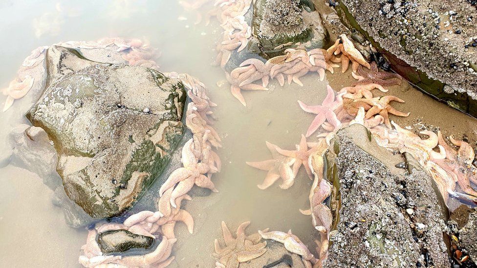 Stranded starfish on Pembrokeshire beaches