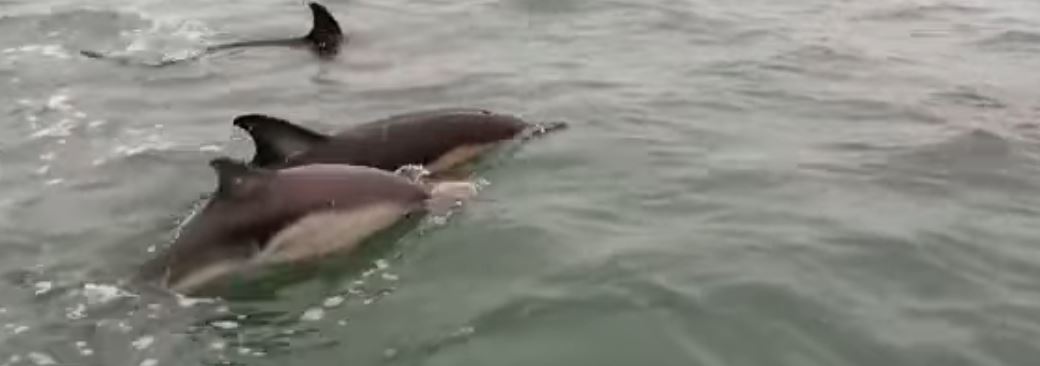 Hundreds of dolphins spotted off the Pembrokeshire Coast in unbelievable footage