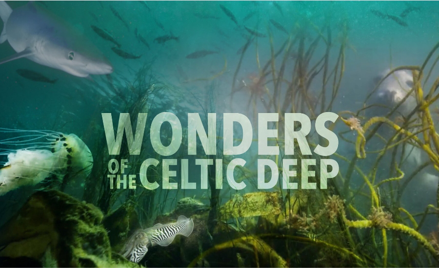 Companion book explores landmark natural history programme wonders of the Celtic deep as it receives prime-time BBC transmission