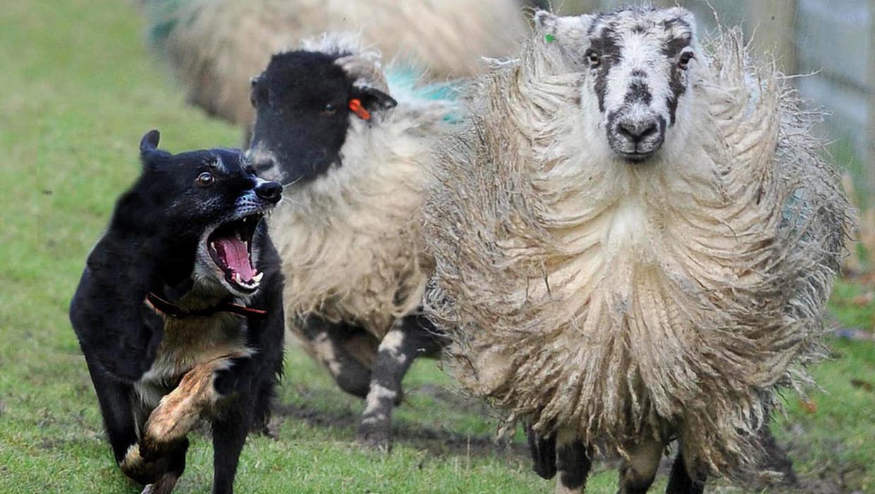 Dogs store attacking sheep