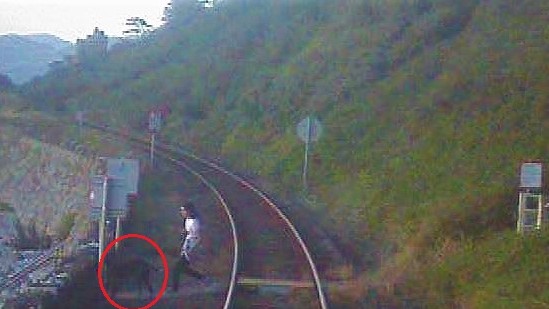North Wales train driver recalls “helpless” feeling during near miss with man and his dogs at popular tourist destination