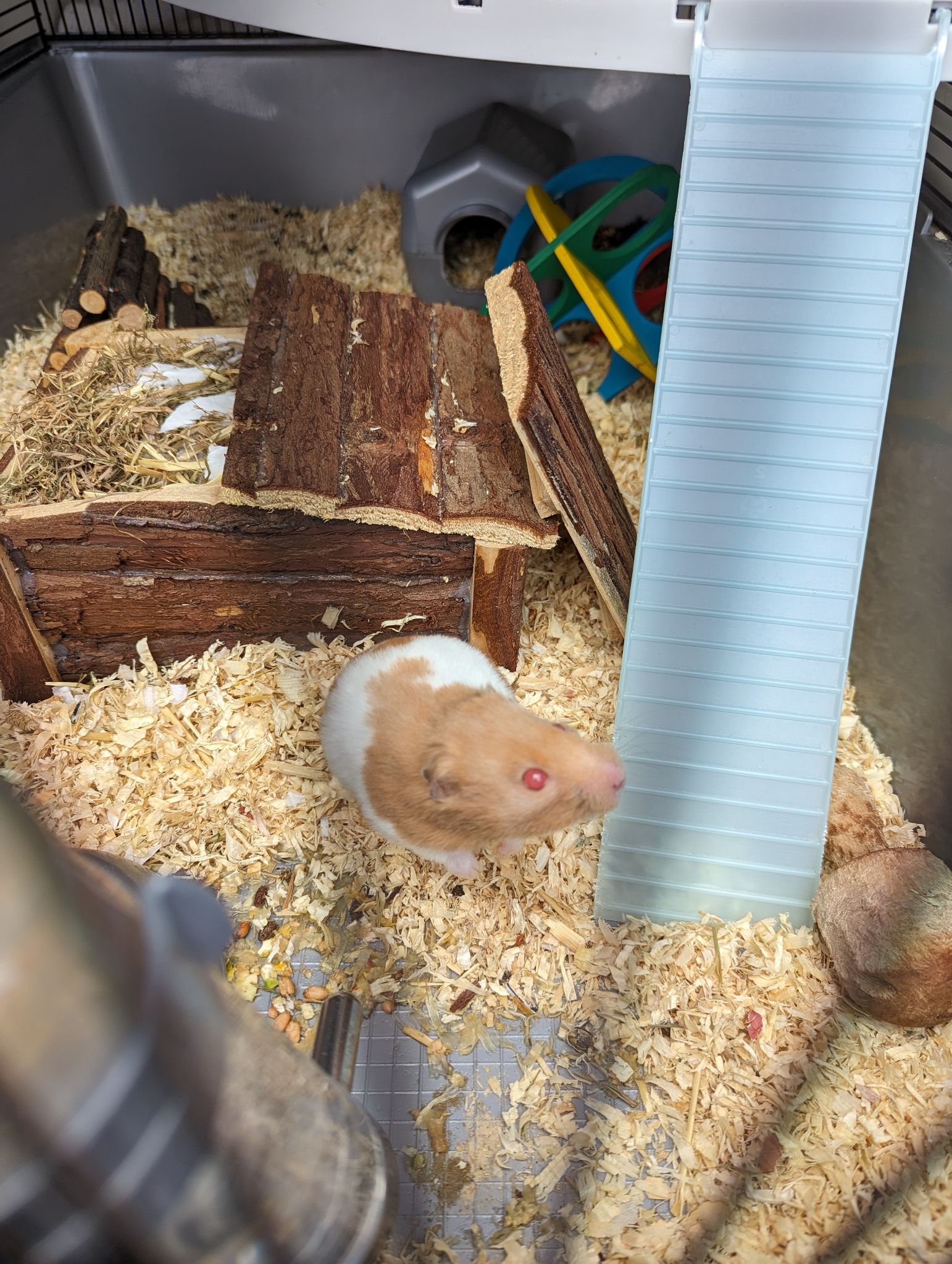 Rspca hamster cage sale