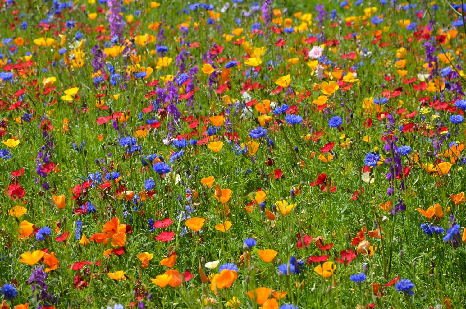 Wildflower seeds to be given to Caerphilly community to enhance