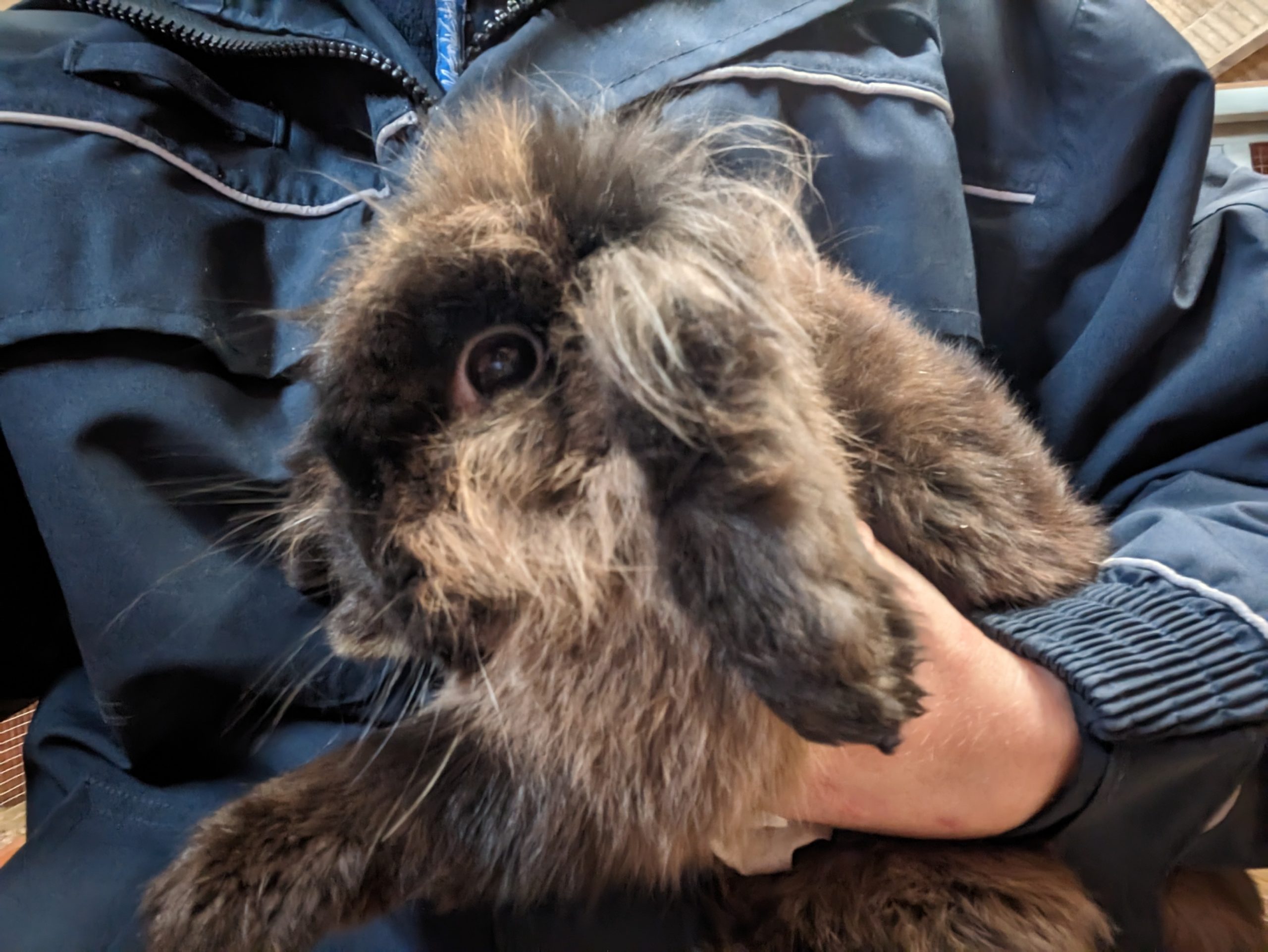 RSPCA appeal after two rabbits abandoned in plastic box at Hirwaun