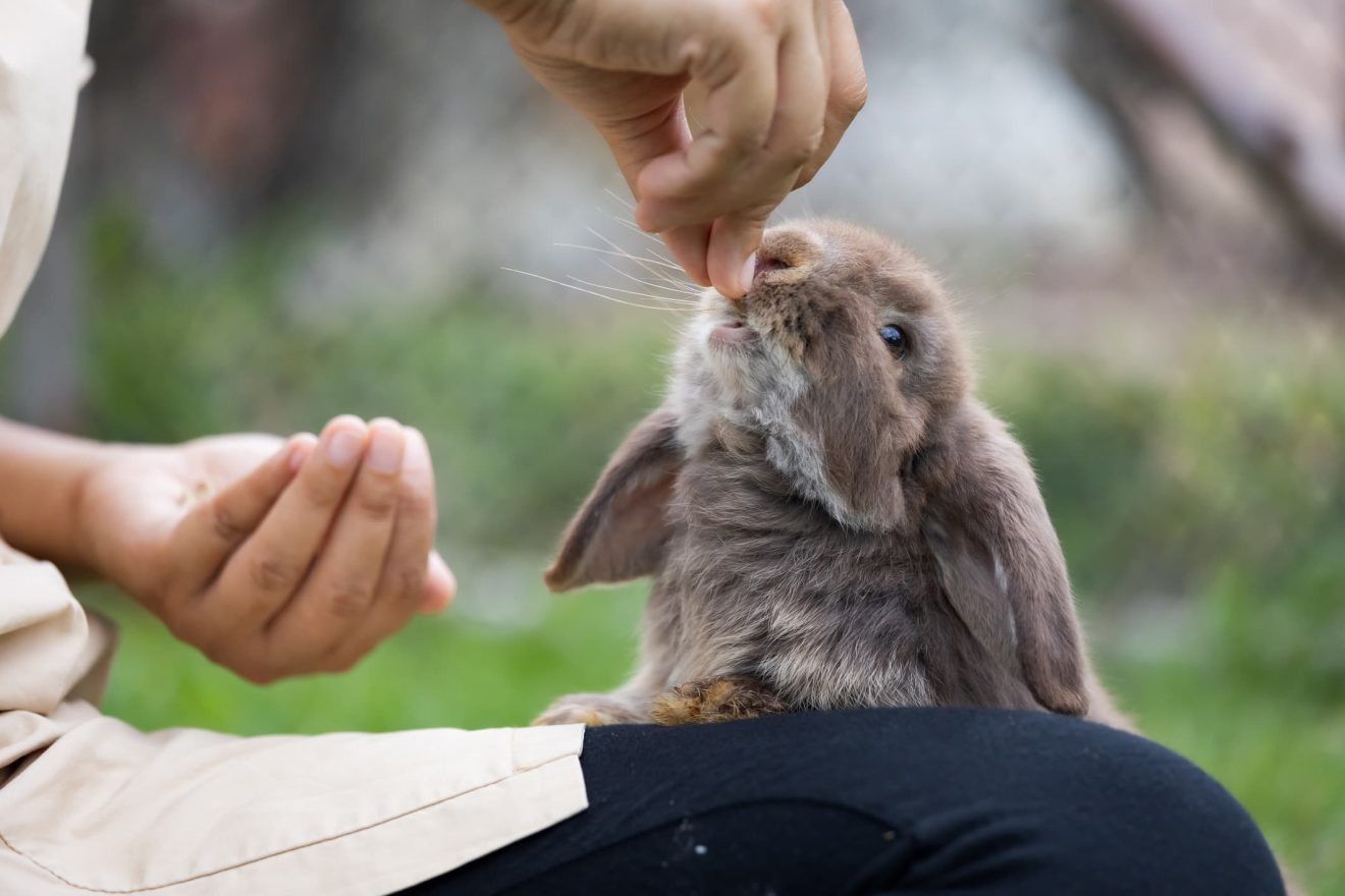Distressing cases overbreeding highlighted during Rabbit Awareness Week